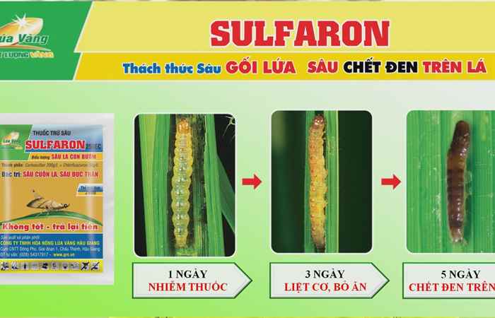 Mọi sâu, bệnh và thay đổi thời tiết đều có dấu vết của vi khuẩn (31-05-2025)